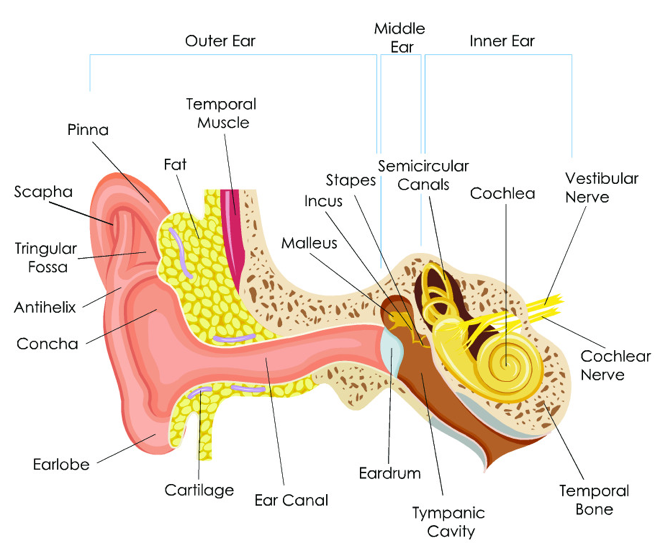 The elements of the human ear — a series of complex components that define and enable exactly how we perceive sounds.